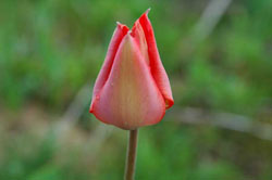 Tulipa lanate